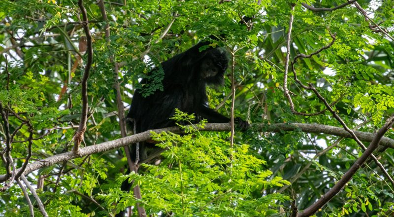 Heboh! Perburuan Lutung di Malinau Viral, Pelaku Terpaksa Janji Tak Ulangi